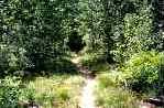Nature Trail Through Aspens