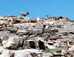  Bighorn Sheep